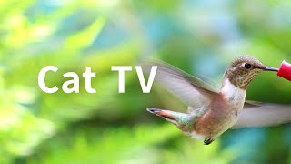 Cat TV 2020 5 Hours Hummingbirds Beautiful Birds for Cats to Watch Nature Sounds [upl. by Beatrisa603]