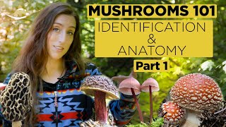 Mushrooms 101 Identification and Anatomy  Part 1 [upl. by Nash918]