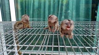 Cutest Tiny Marmoset Monkeys [upl. by Xymenes]