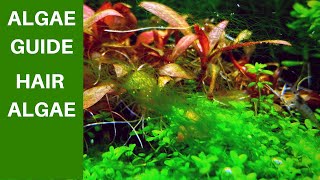 Hair Algae in Aquarium THE ALGAE GUIDE EPISODE 6 [upl. by Prochoras674]