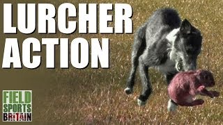 Fieldsports Britain  Lurcher action [upl. by Phelips]