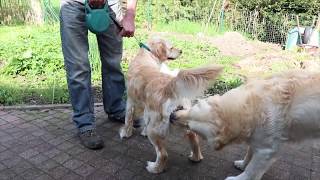 Golden Retriever successful mating Dekking Golden Retriever [upl. by Enenej]