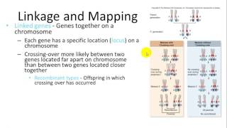 Cytogenetics in Plants [upl. by Aliek]