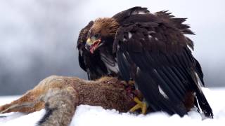 Golden Eagle Sounds and Pictures [upl. by Eidur]