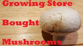 Growing Store Bought Mushrooms [upl. by Suitangi674]