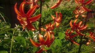 Lilium martagon Arabian Night [upl. by Bayer]