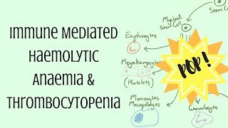 Immune Mediated Haemolytic Anaemia amp Thrombocytopenia [upl. by Catt]