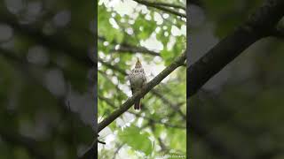 Wood Thrush singing [upl. by Aluap]