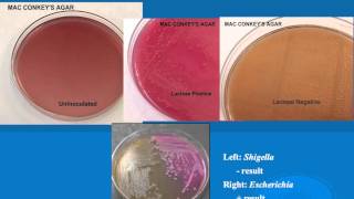 microbiology lab practical information part 1 [upl. by Reckford]