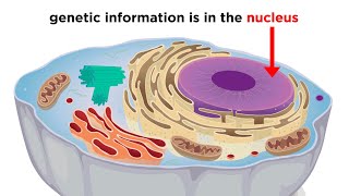 Eukaryotic Cells Part 1 Animal Cells and Endosymbiotic Theory [upl. by Wellesley527]