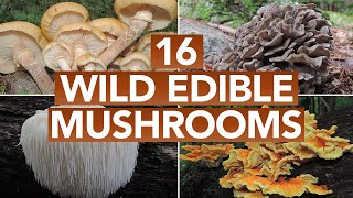 16 Wild Edible Mushrooms You Can Forage This Autumn [upl. by Ezekiel]