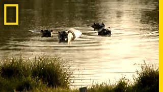 Pablo Escobars Hippos  National Geographic [upl. by Yelak]