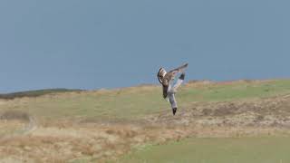 The hen harrier observed [upl. by Ronoc669]