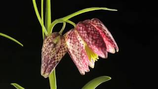 Fritillary flower time lapse Fritillaria meleagris [upl. by Pris122]