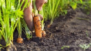 Cómo cultivar zanahorias  Jardinería [upl. by Mackintosh]