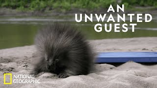 Porcupine Proofing a Cabin  Life Below Zero [upl. by Musihc]