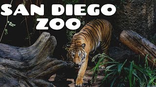 San Diego Zoo  Walking Tour 4K [upl. by Onihc]