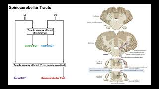 The Spinocerebellar Tracts EXPLAINED [upl. by Bush]