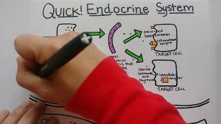 Endocrine System  Summary [upl. by Tena]