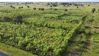 AGROFORESTRY IN NIGERIA Planting The Future [upl. by Drahsir698]