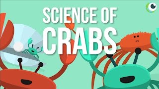 Beautiful Science  The Science of Crabs [upl. by Hayila881]