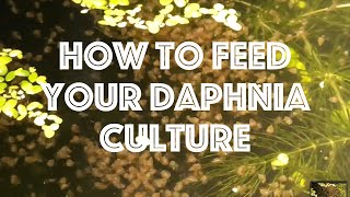 How To Feed Your Daphnia Culture [upl. by Griswold]