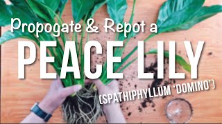 peace lily  How to Propagate  Repotting  Care Guide [upl. by East]