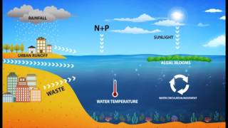 Harmful Algal Blooms HAB [upl. by Wilfred875]