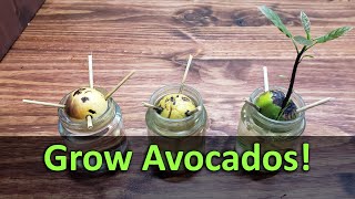 How To Grow An Avocado Plant From Seed [upl. by Ellak489]