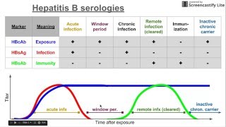 Hepatitis B Virus Serology [upl. by Edieh]