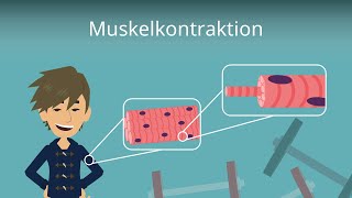 Muskelkontraktion einfach erklärt [upl. by Anircam]