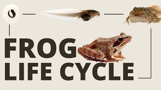 The Incredible Frog Life Cycle Full Metamorphosis [upl. by Geordie]