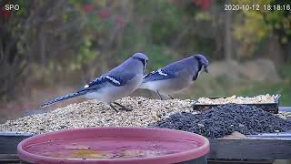 Blue Jay Calling  Food Call [upl. by Yelrah]