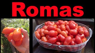 Planting Roma Tomatoes The Right Way [upl. by Anailuig]