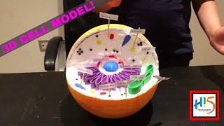 How To Make AN Amazing 3D Model Of An Animal Cell  Biology 3D Model  HI5 TRAINER [upl. by Ardnasxela]