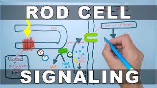 Rod Cell Signaling [upl. by Brietta]