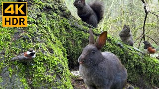 Cat TV for Cats to Watch 😺🐰Easter Bunny Birds and Squirrels In the Spring 🐦 8 Hours4K HDR [upl. by Lelia]