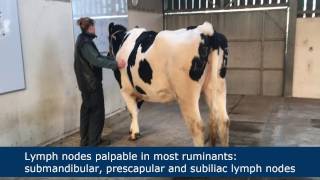 Lymph node palpation in ruminants [upl. by Azzil]