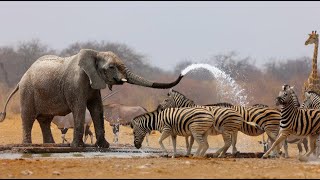 Wild Life  Nature Documentary Full HD 1080p [upl. by Ettennor919]