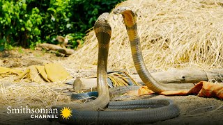 Intense Two King Cobras Fight for a Nearby Queen 🥊 Into the Wild India  Smithsonian Channel [upl. by Affrica]