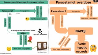 Paracetamol Acetaminophen hepatotoxicity and its management [upl. by Fitzgerald]