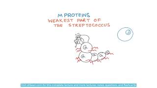 Streptococcus Pyogenes M Proteins [upl. by Down853]