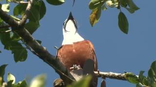 Three wattled Bellbird A Loud Bonk in the Treetops [upl. by Jerrol]