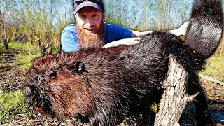 Catch GIANT Wild Canadian Beavers  Trap Clean Cook Eat ASMR [upl. by Anyaled]