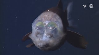 MBARIs Top 10 deepsea animals [upl. by Nuawtna555]