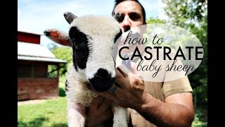 How to CASTRATE Baby Sheep a complete howto tutorial  The Paleo Mama [upl. by Tomkins]