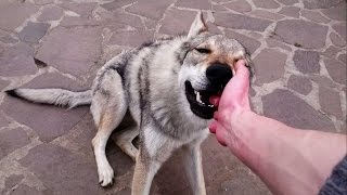 Adorable czechoslovakian wolfdog loves nibbling hands [upl. by Notlrahc]