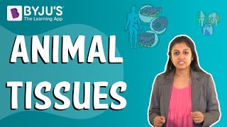 Animal Tissues [upl. by Connett]