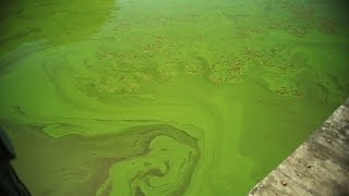 What Causes Killer Algae [upl. by Macintosh]