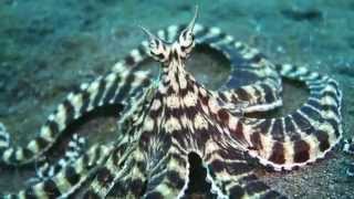 Live Footage Of Mimic Octopus HD [upl. by Dimond862]